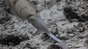 The broadclub cuttlefish seen attacking its prey. (Photo: Matteo Santon/University of Bristol)