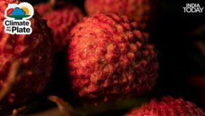 Litchi requires a precise temperature window during April and May to develop properly. Temperatures above 38 degrees Celsius cause the fruit to blacken, dry, and drop before it matures. (Photo: Unsplash)