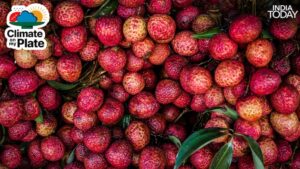 The litchi season in India runs from May to June, with Bihar’s Muzaffarpur district producing nearly 40 per cent of the country’s total harvest. This year, farmers are counting their losses before the season has even peaked. (Photo: Unsplash)