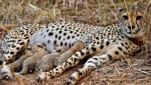Female cheetah Gamini feeds its cubs at the Kuno National Park, in Sheopur district, Madhya Pradesh. Gamini gave birth to several cubs, including the 25-month-old female who recently brought four healthy cubs into the wild. (Photo: PTI)