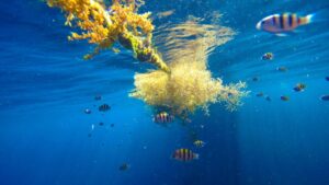 Sargassum seaweed, also called gulfweed, a tropical pelagic yellow algae kept floating on blue water. (Photo: Getty Images)