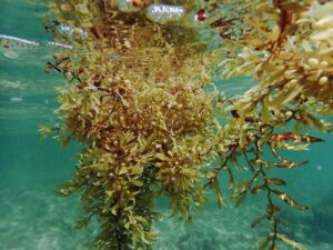 Sargassum Seaweed (Brown Algae or Kelp) Floating at Playa Xcacel, Yucatan Peninsula. (Photo: Getty Images)