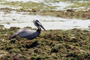 A pelican on the coast next to the sargassum. (Photo: Getty Images)