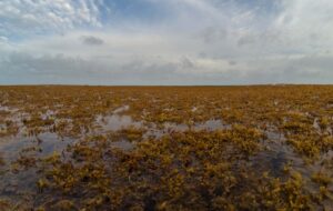 A 5-kilometer-wide Sargasso stain moves through the Catuano Canal in the Cotubanam National Park in the Dominican Republic. (Photo: Getty Images)