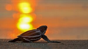 At its peak in July, the Dome becomes one of the most biologically productive regions in the Indian Ocean. (Photo: Getty)