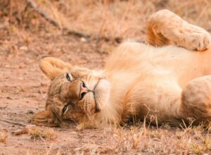 Which place is known as the Wildlife Capital of the world?