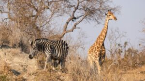 Which place is known as the Wildlife Capital of the world?