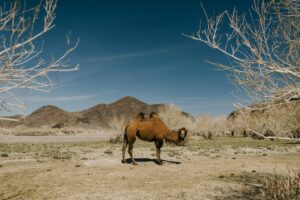 Bactrian camel in the Gobi Desert (Photo: Pexels)