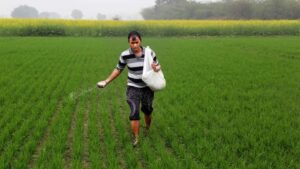 A farmer spreading fertilisers across his paddy field. (Photo: Reuters)