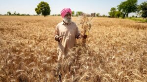 A wheat farmer in north India races the clock as terminal heat stress threatens rabi crops, including wheat, in the field. (Photo: PTI)