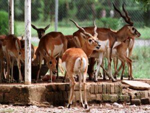 A group of the black-buck deer gather in a park for food. (Photo: Reuters)