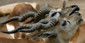 Blackbucks rest inside their enclosure in a zoological park during a hot day in New Delhi. (Photo: Reuters)