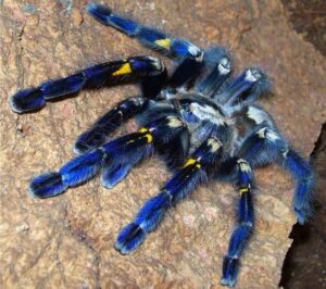 A Peacock Tarantula is pictured. (Photo: X/@MathewJFicht)