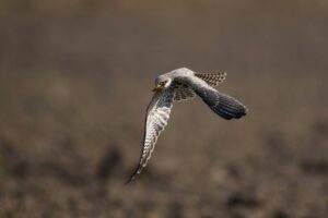 A detailed shot of an Amur falcon soaring mid-air. (Photo: Pexels)