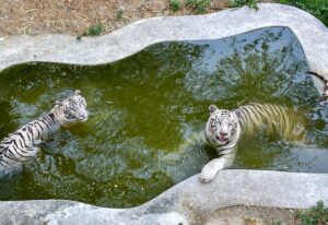 White tigers cool off in a zoo amid a heatwave in New Delhi. (Photo: PTI)