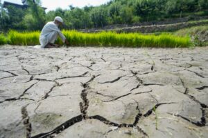 A farmer checks his crops at a partially dried up paddy land in Srinagar, Kashmir. (Photo: PTI)
