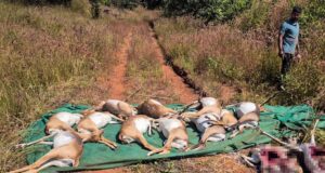 Carcasses of blackbucks that died at a Karnataka zoo in 2025, due to a bacterial infection. (Photo: PTI)