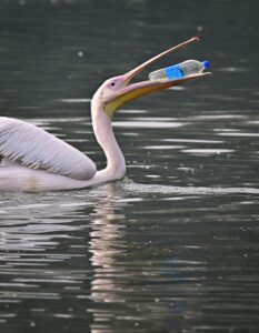A rosy pelican plays with a discarded plastic bottle in a pond. (Photo: PTI)