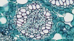 Stem cells are sent to a laboratory where the genetic edit is made, and returned to the body. (Photo: Unsplash)