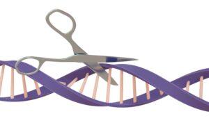 A conceptual illustration of the CRISPR gene-editing mechanism. The technology uses a specialised protein to locate and cut a precise error in a patient’s DNA, allowing the cell to repair itself using a corrected version. (Photo: Getty)